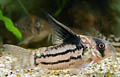 Corydoras parallelus